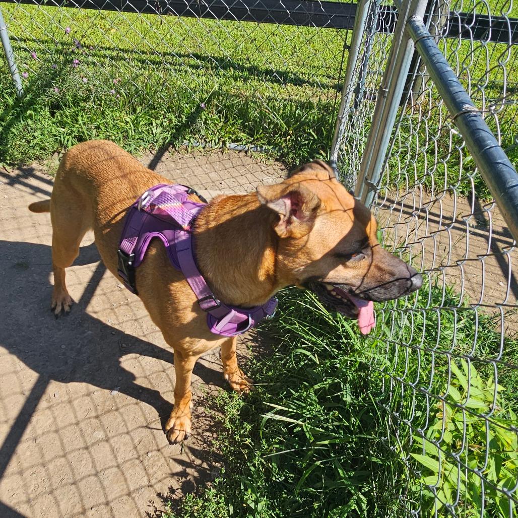 Enlarge Abby, a Adoptable Mixed Breed in Middletown, NY image 2/3