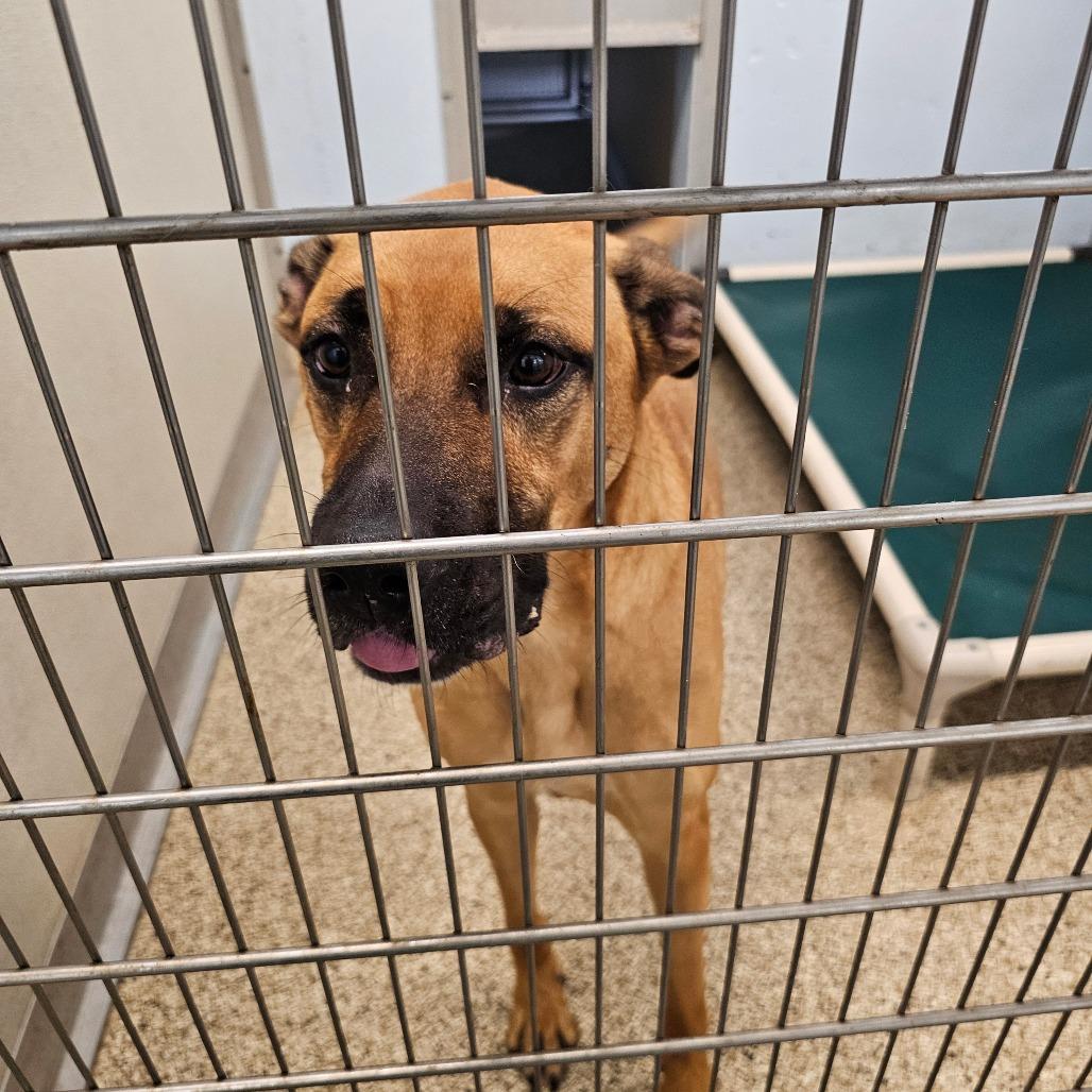 Enlarge Abby, a Adoptable Mixed Breed in Middletown, NY image 3/3