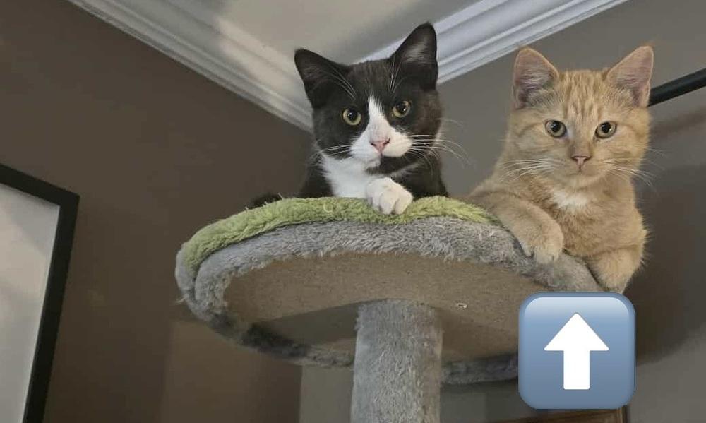 AC Feta, Adoptable, Kitten Male Domestic Short Hair.