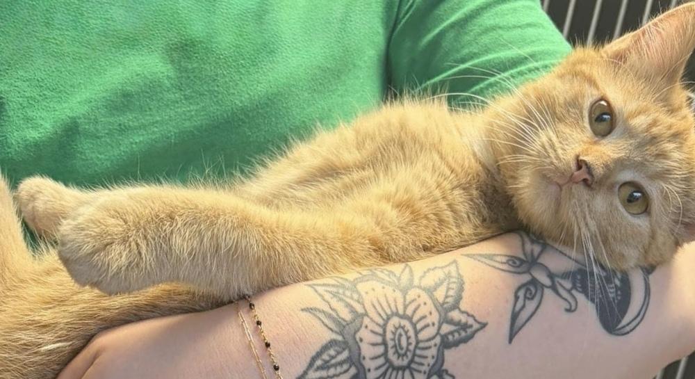 Enlarge AC Feta, a Adoptable Domestic Short Hair in Fremont, NE image 2/3