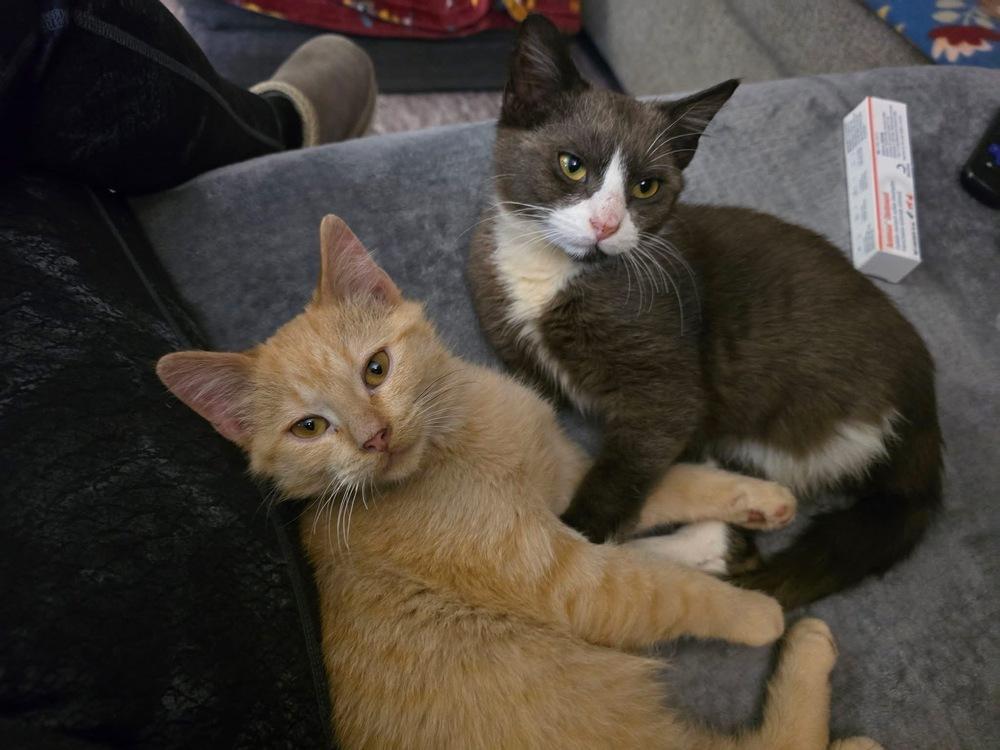 Enlarge AC Feta, a Adoptable Domestic Short Hair in Fremont, NE image 3/3