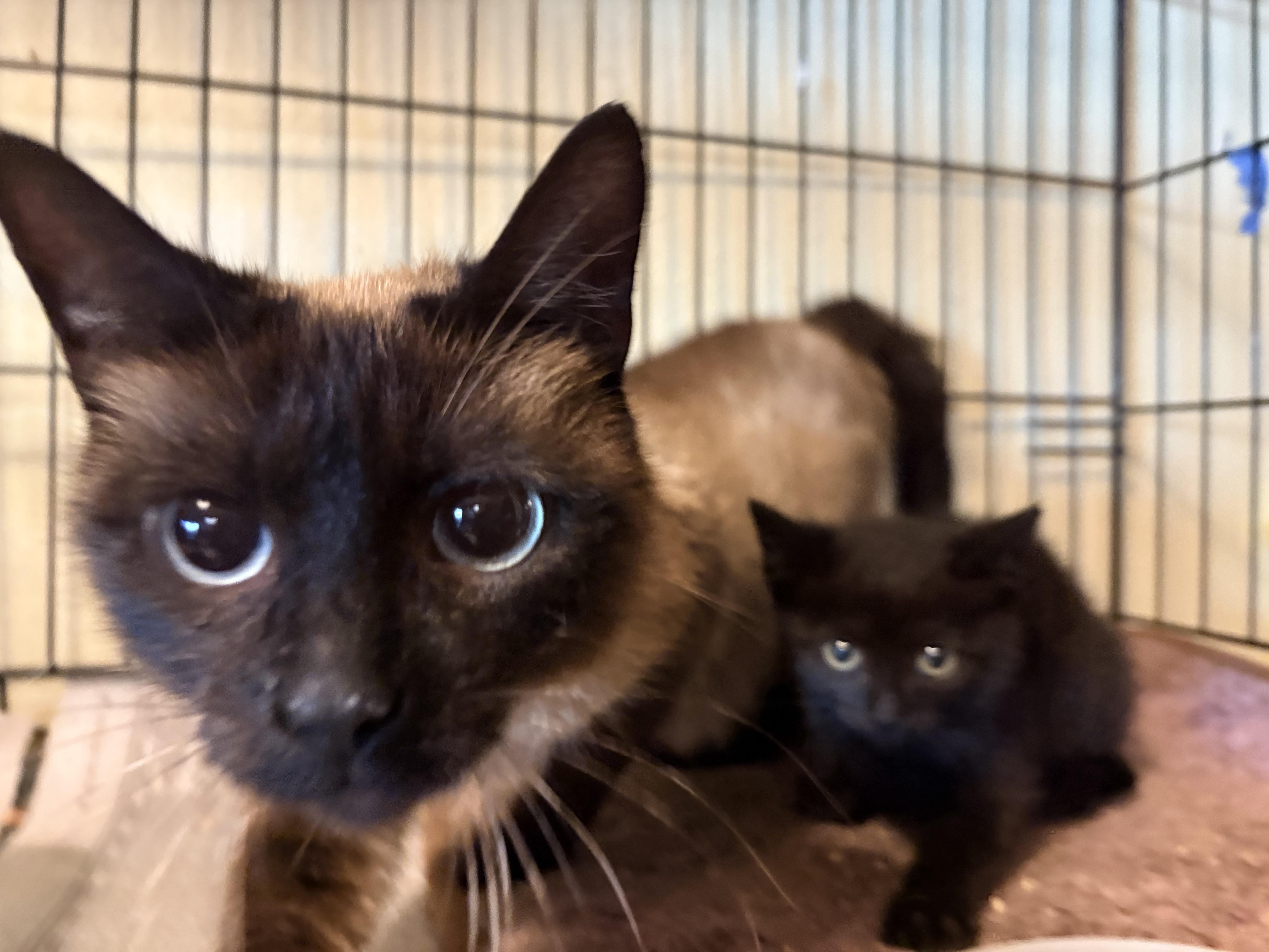 Roma, an adopted Siamese in Hayward, CA image 4/6