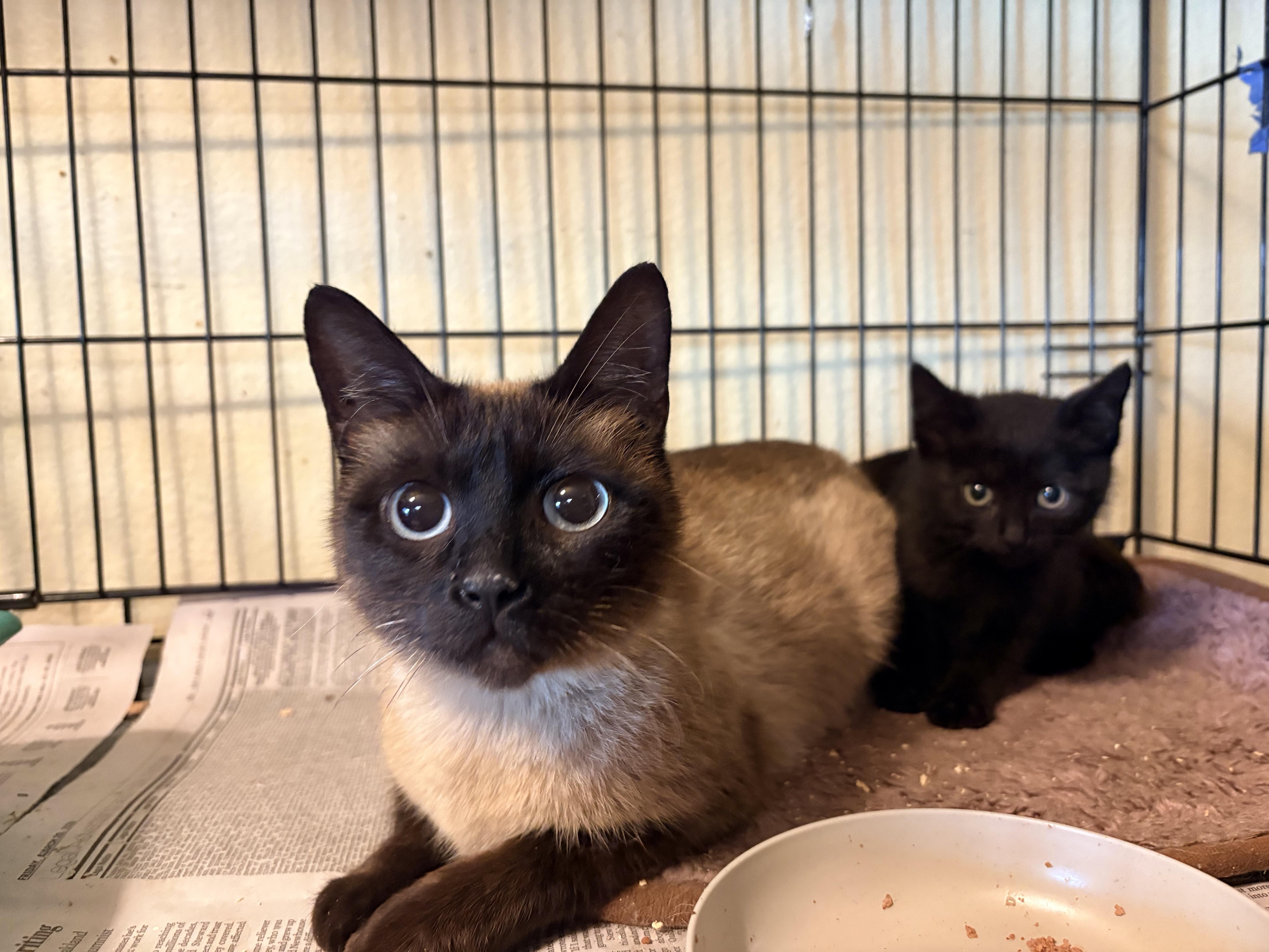 Roma, an adopted Siamese in Hayward, CA image 6/6