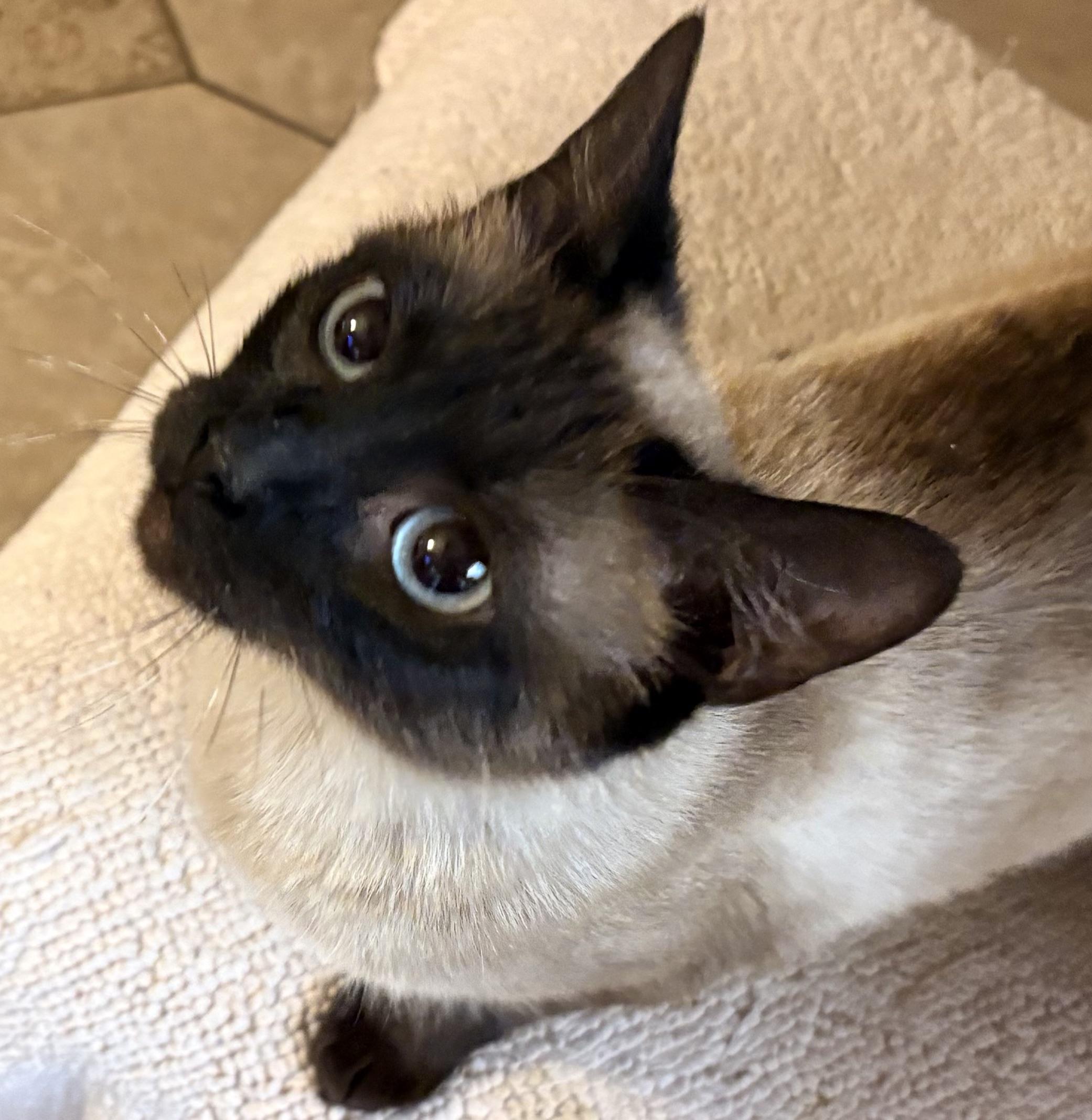 Roma, adopted, Adult Female Siamese.
