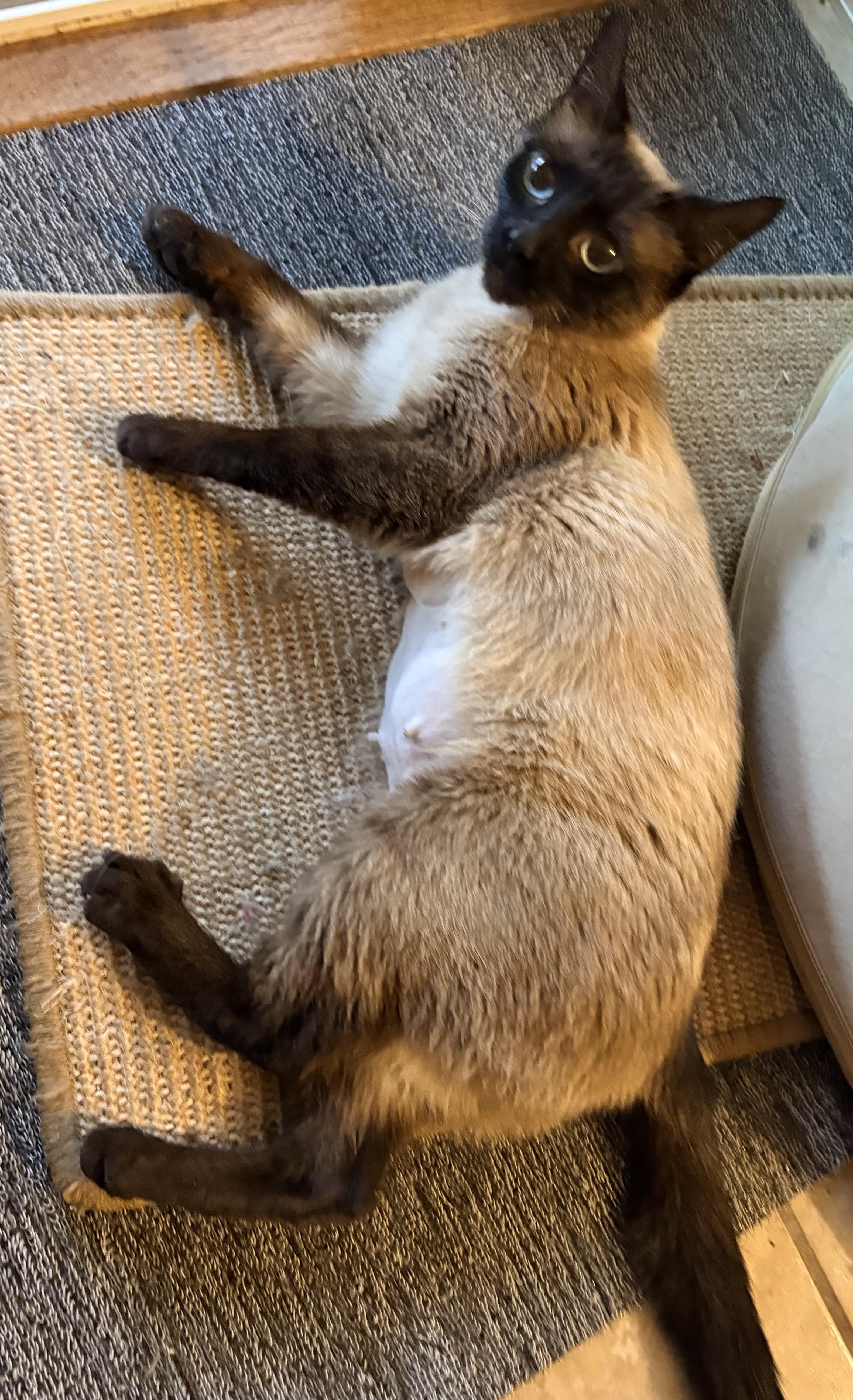 Roma, an adopted Siamese in Hayward, CA image 5/6