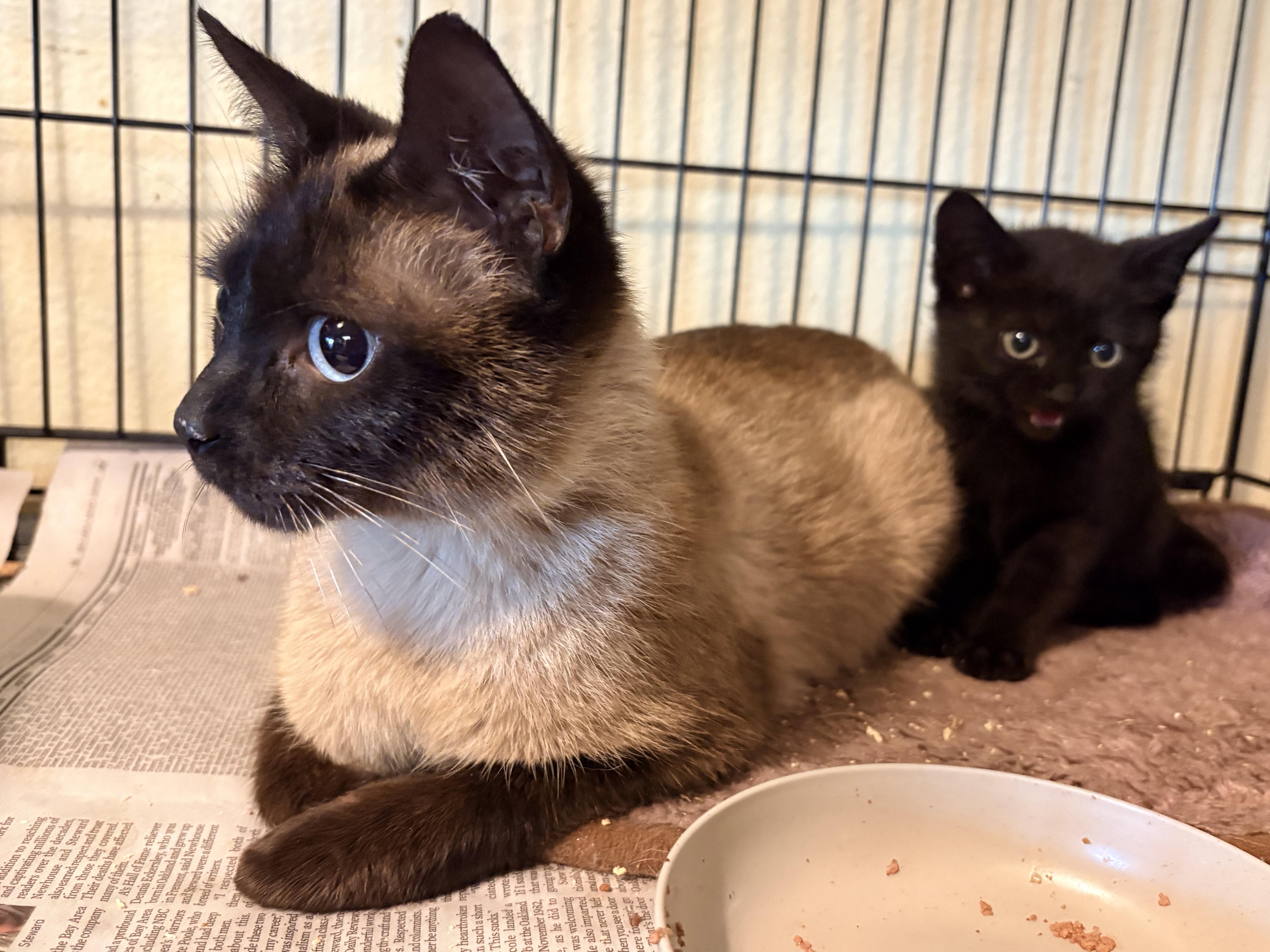 Roma, an adopted Siamese in Hayward, CA image 3/6