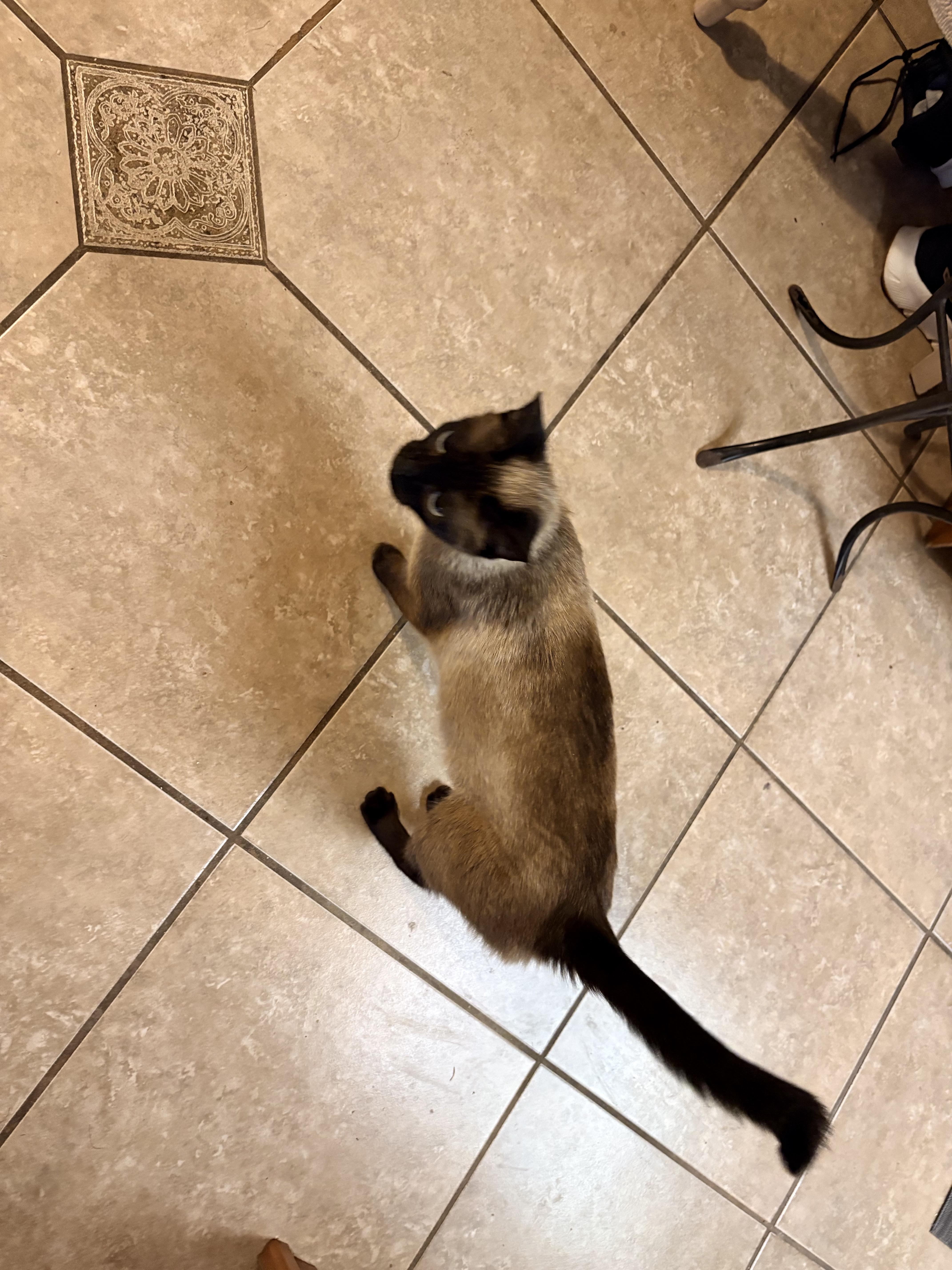 Roma, an adopted Siamese in Hayward, CA image 2/6