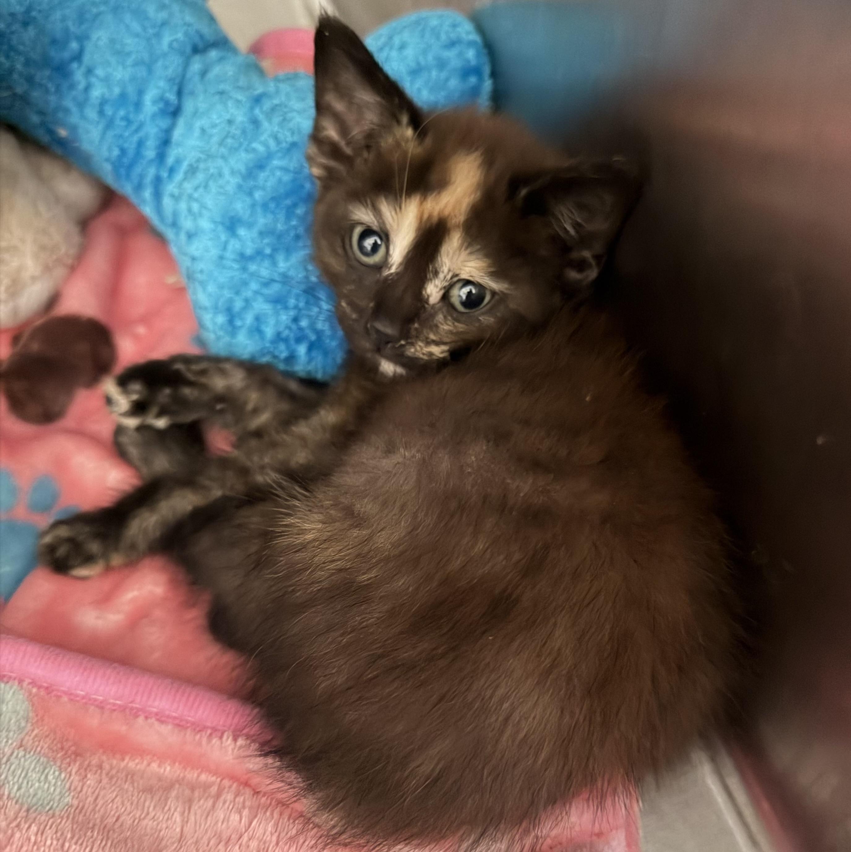 Calypso, Adoptable, Kitten Female Domestic Short Hair.