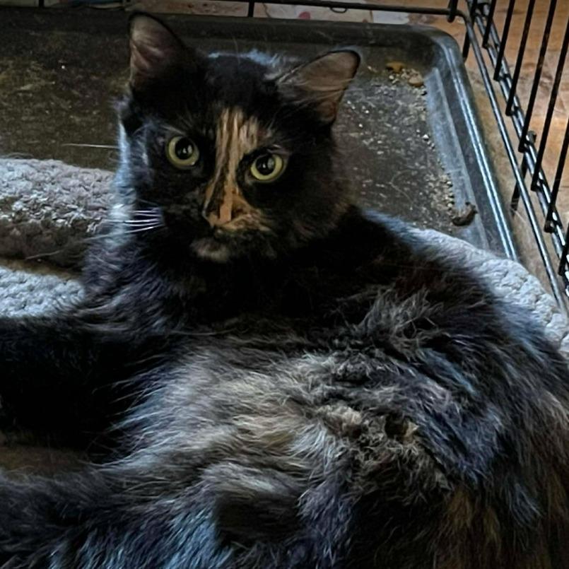 Fudge, Adoptable, Adult Female Domestic Medium Hair.