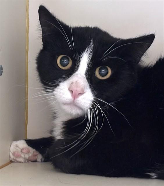 TUXIE, Adoptable, Adult Male Domestic Short Hair.
