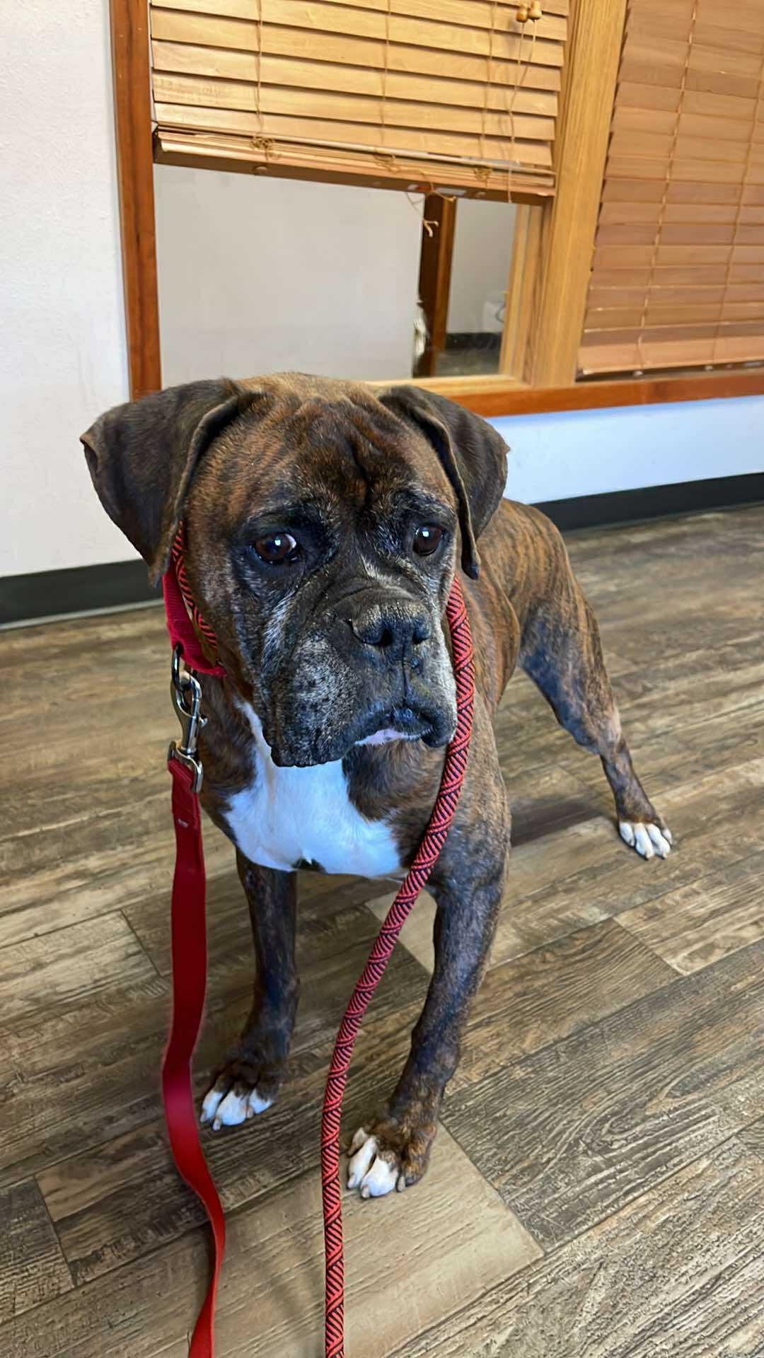 Bruce, Adopted, Senior Male Boxer.