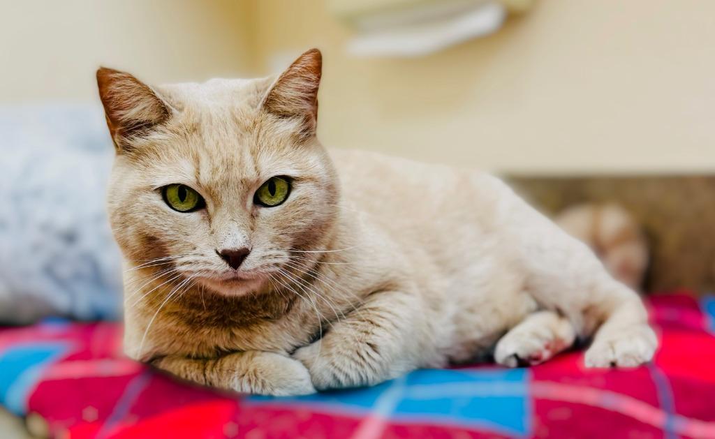 Enlarge Maggie Mae, a Adoptable mixed breed in Roanoke, TX image 1/3