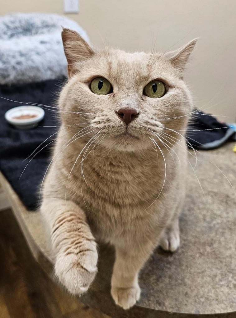 Enlarge Maggie Mae, a Adoptable mixed breed in Roanoke, TX image 2/3