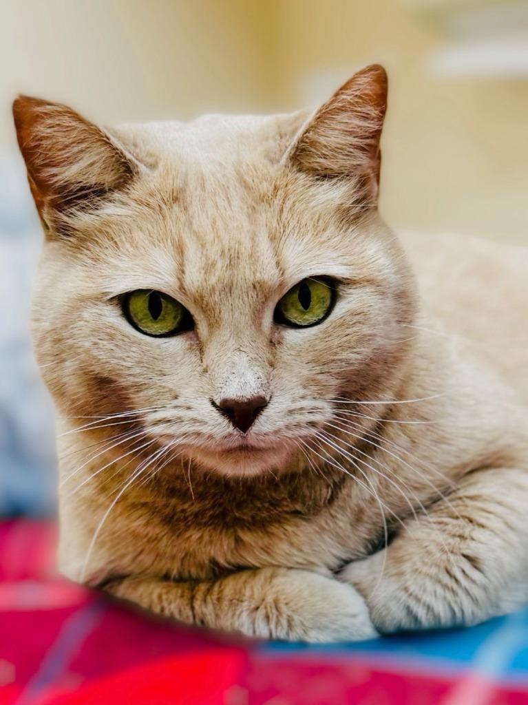 Enlarge Maggie Mae, a Adoptable mixed breed in Roanoke, TX image 3/3