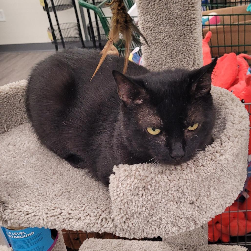 Cheeks, Adoptable, Adult Male Domestic Short Hair.