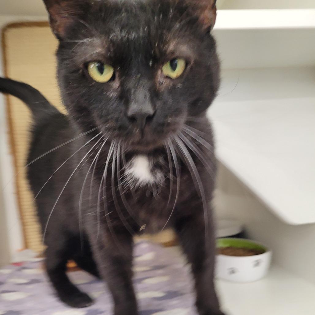 Enlarge Cheeks, a Adoptable Domestic Short Hair in Medina, OH image 2/4