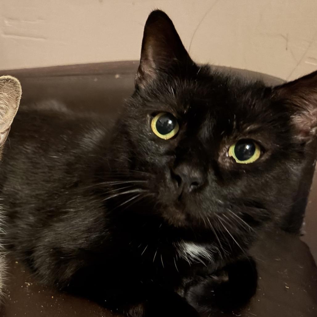 Enlarge Cheeks, a Adoptable Domestic Short Hair in Medina, OH image 3/4