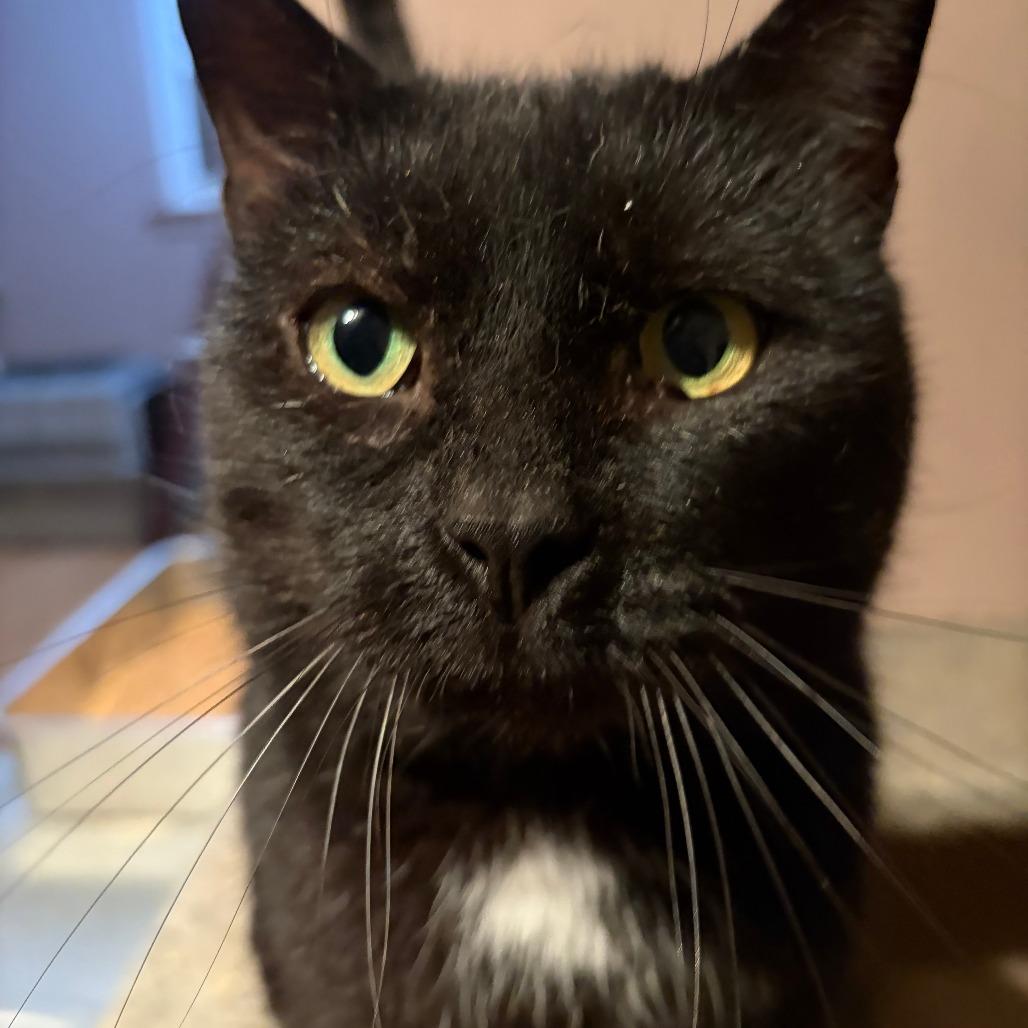 Enlarge Cheeks, a Adoptable Domestic Short Hair in Medina, OH image 4/4