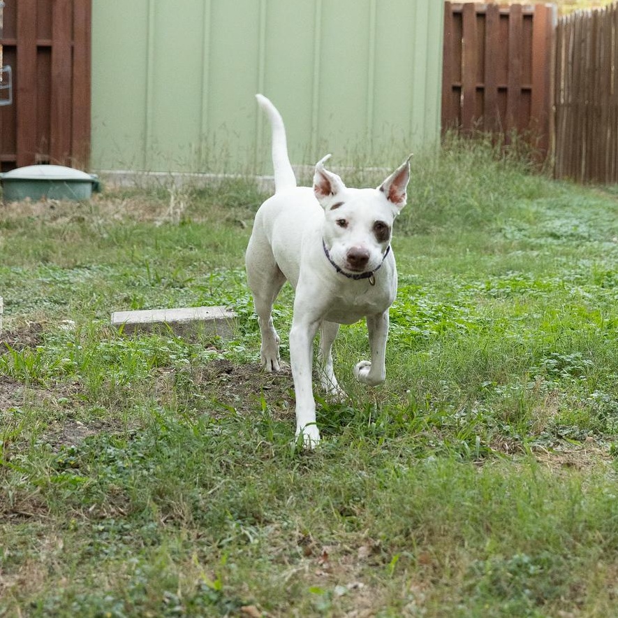 Honey Comb, a Adoptable mixed breed in Cincinnati, OH image 6/6