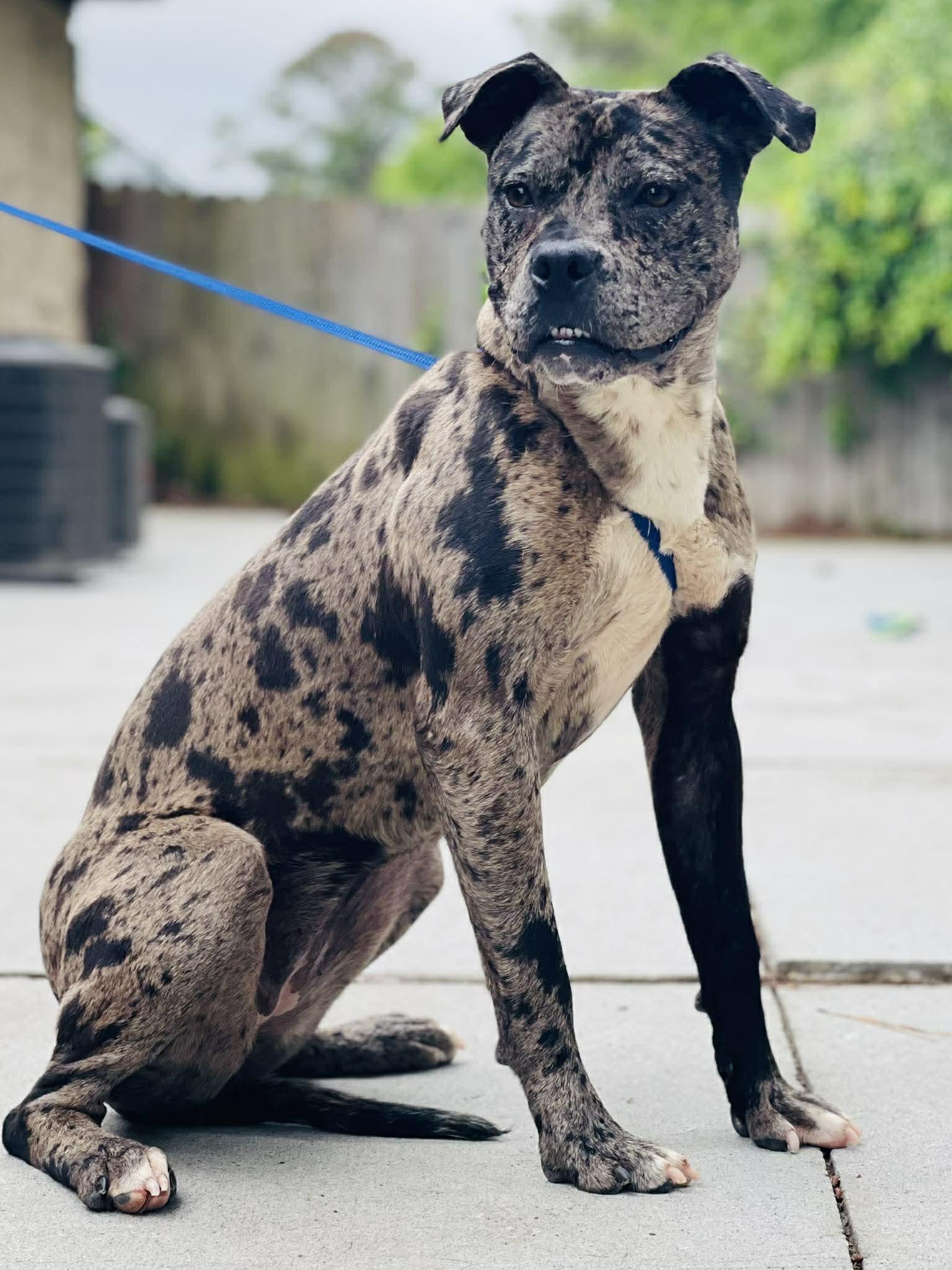 AC-4485 "Indigo", ADOPTABLE, Adult Female Catahoula Leopard Dog & Pit Bull Terrier.