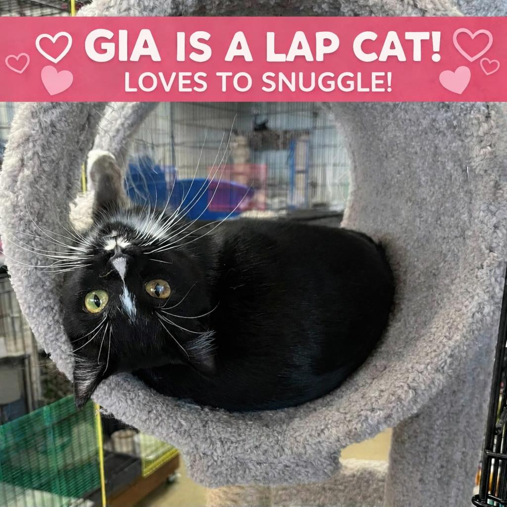 Enlarge Gia — Tender, Trusting, and Ready for a Home of Her Own, a Adoptable Tuxedo in Hillsboro, TX image 2/6