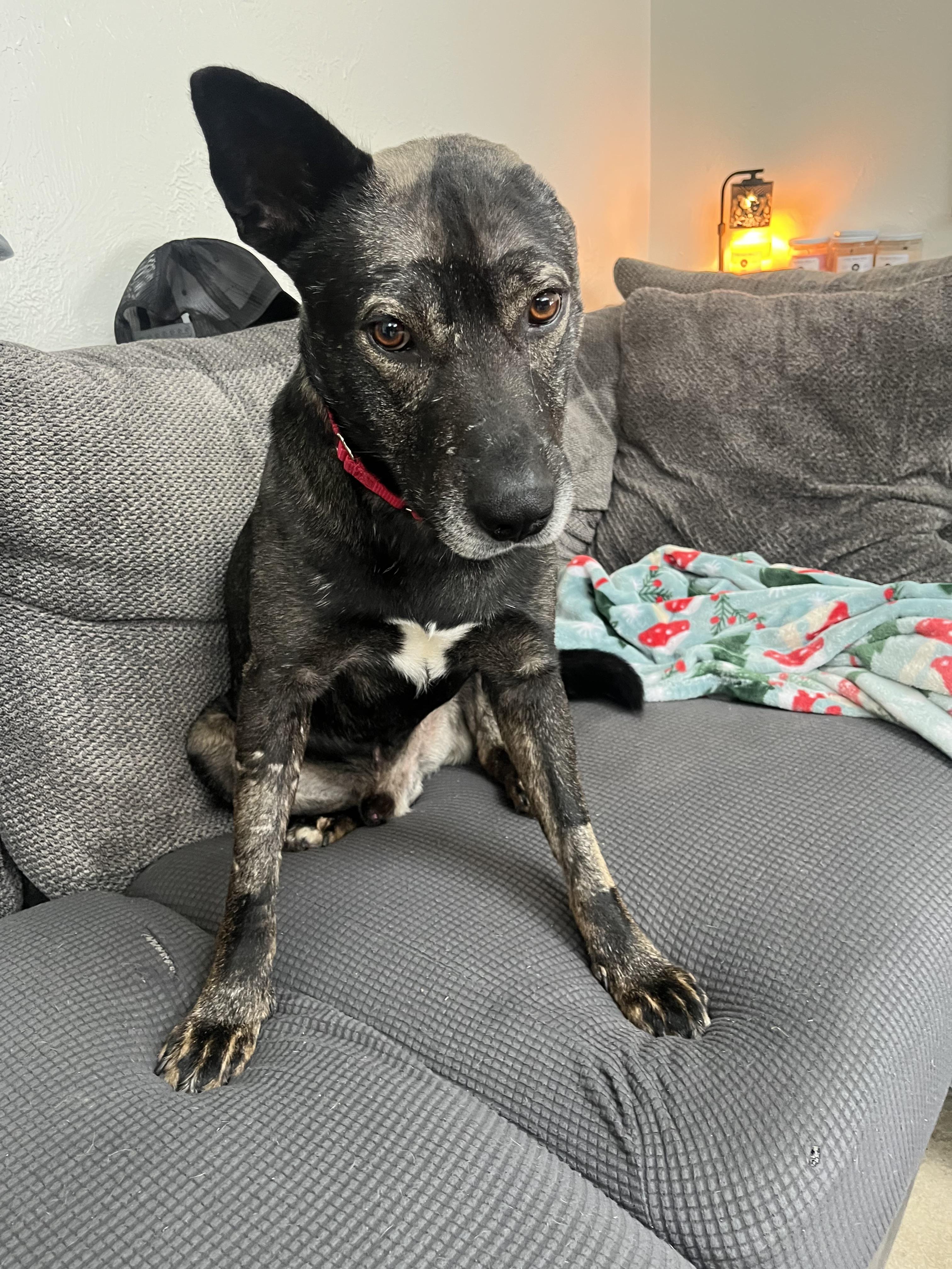 Enlarge Vincent, a Adoptable mixed breed in Stahlstown, PA image 1/4