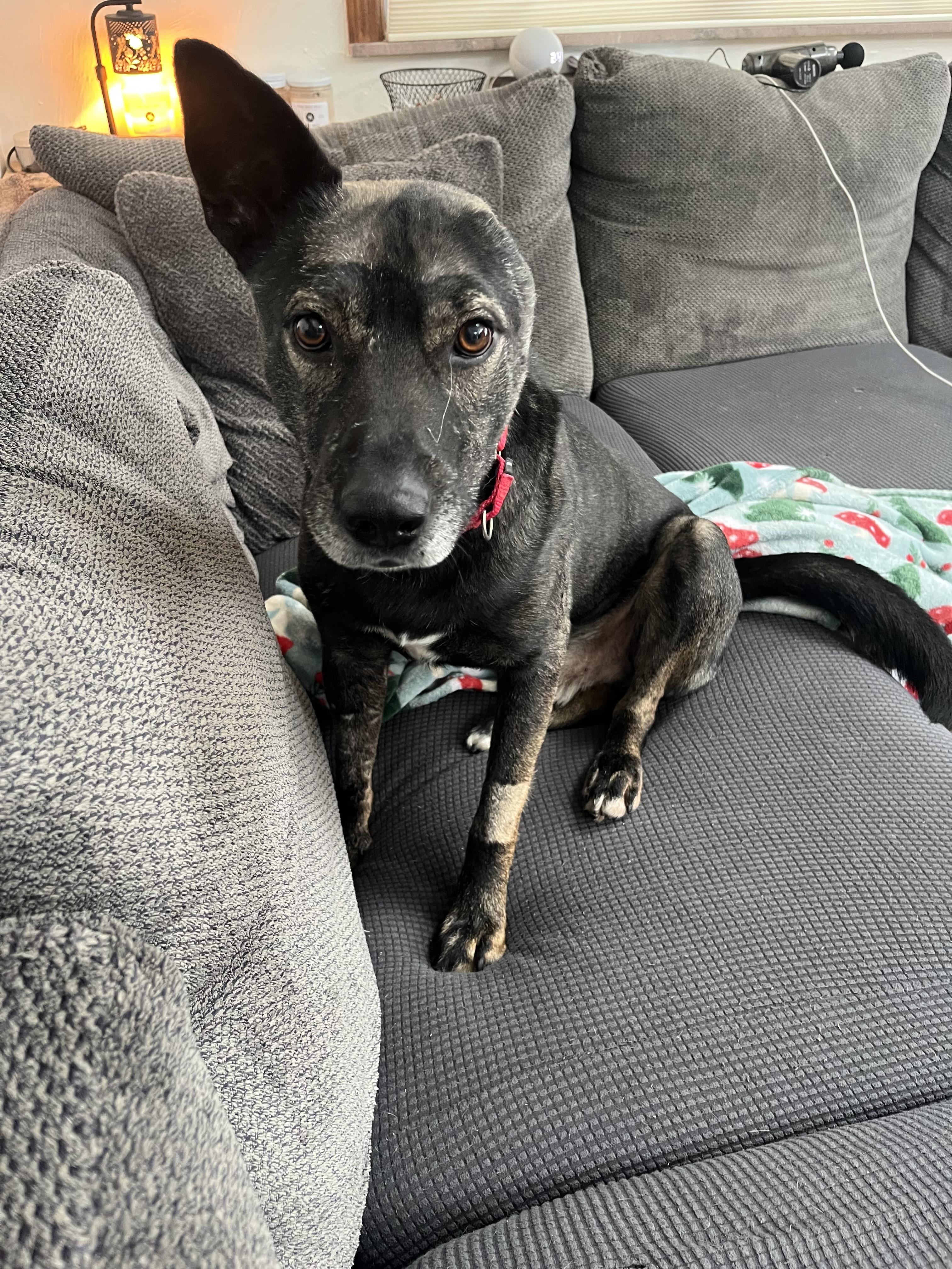 Enlarge Vincent, a Adoptable mixed breed in Stahlstown, PA image 2/4