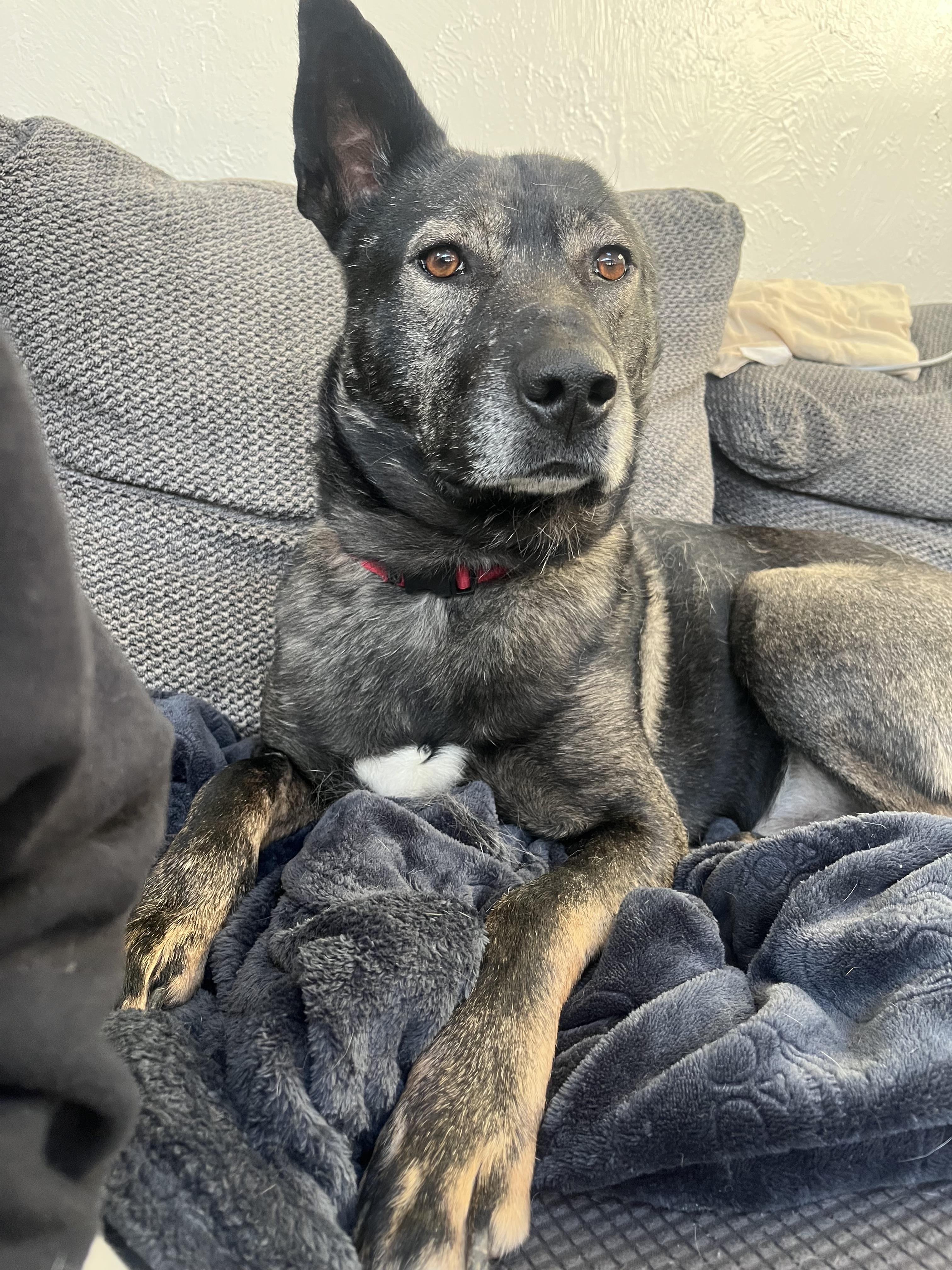 Enlarge Vincent, a Adoptable mixed breed in Stahlstown, PA image 3/4