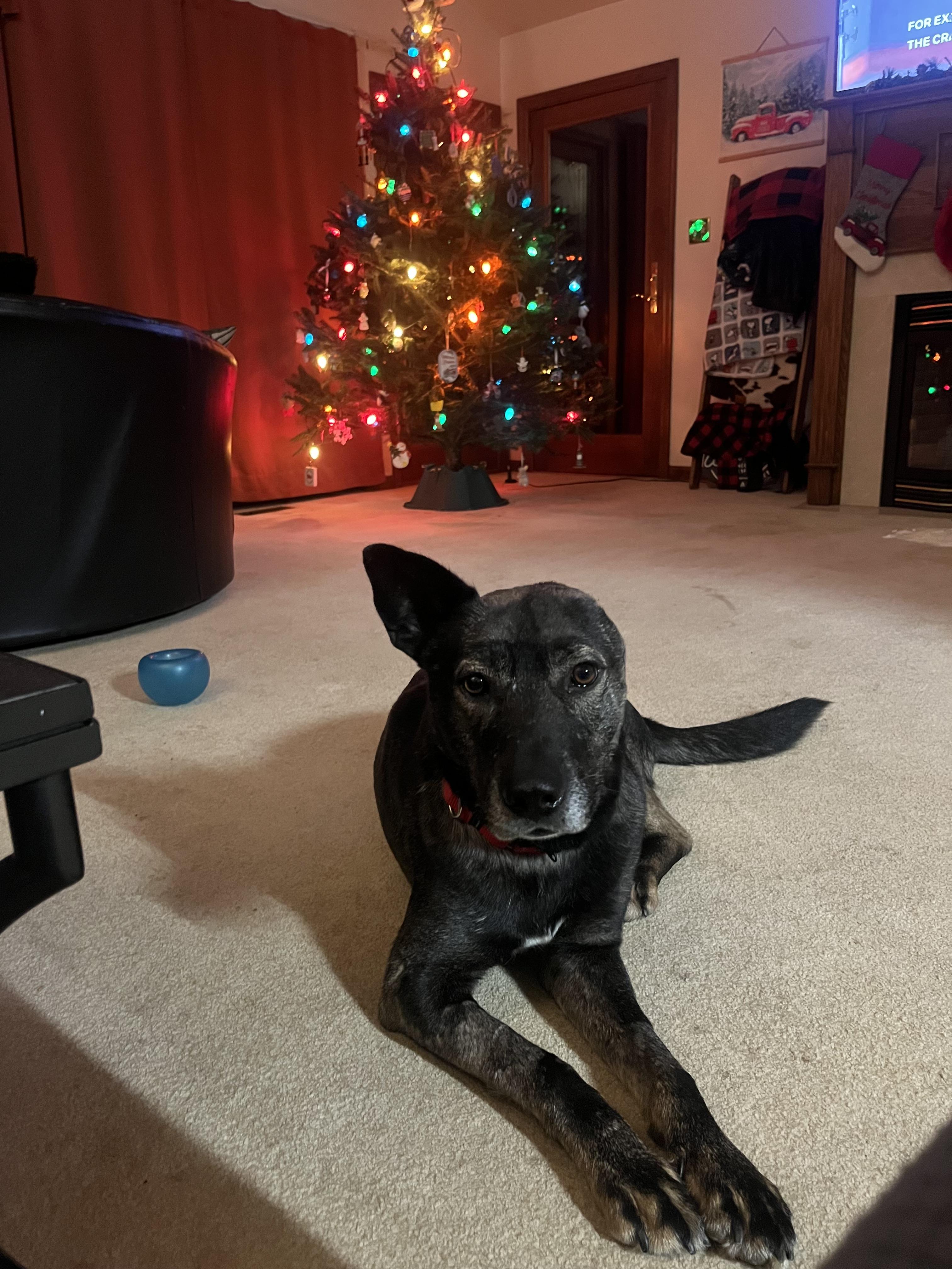 Vincent — thumbnail 4