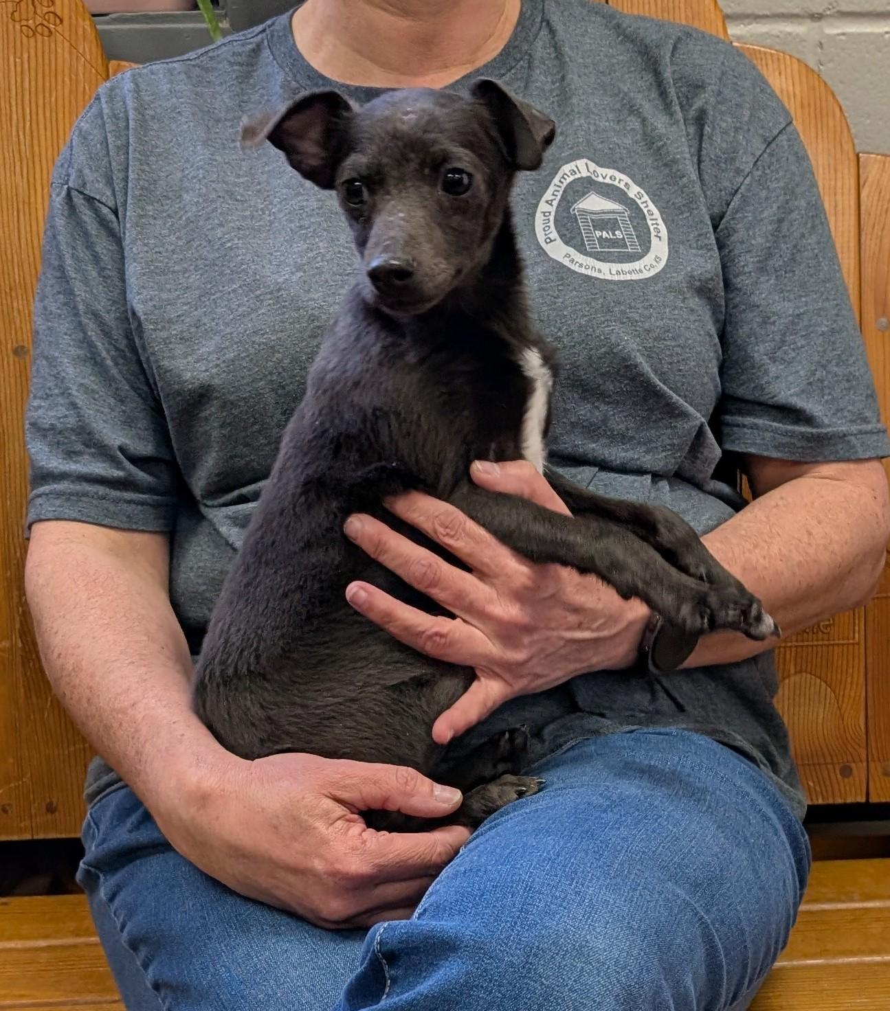 Enlarge Breve, an adopted Chihuahua in Parsons, KS image 1/1