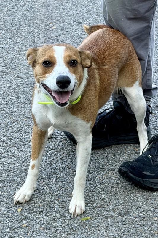 Ophelia, Adoptable, Adult Female Mixed Breed.