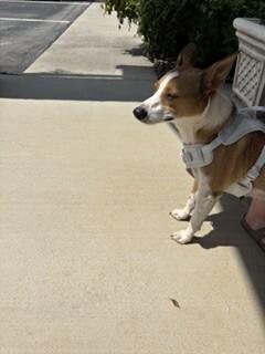 Enlarge Ophelia, a Adoptable Mixed Breed in Maryville, TN image 2/4