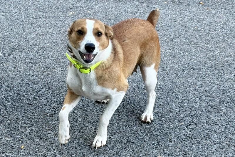 Enlarge Ophelia, a Adoptable Mixed Breed in Maryville, TN image 3/4