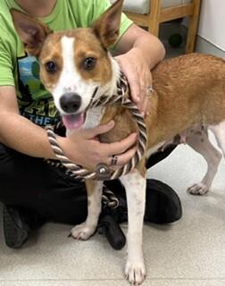 Enlarge Ophelia, a Adoptable Mixed Breed in Maryville, TN image 4/4