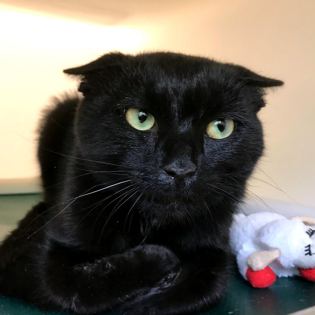 Pepper Pot, Adoptable, Young Male Domestic Short Hair.