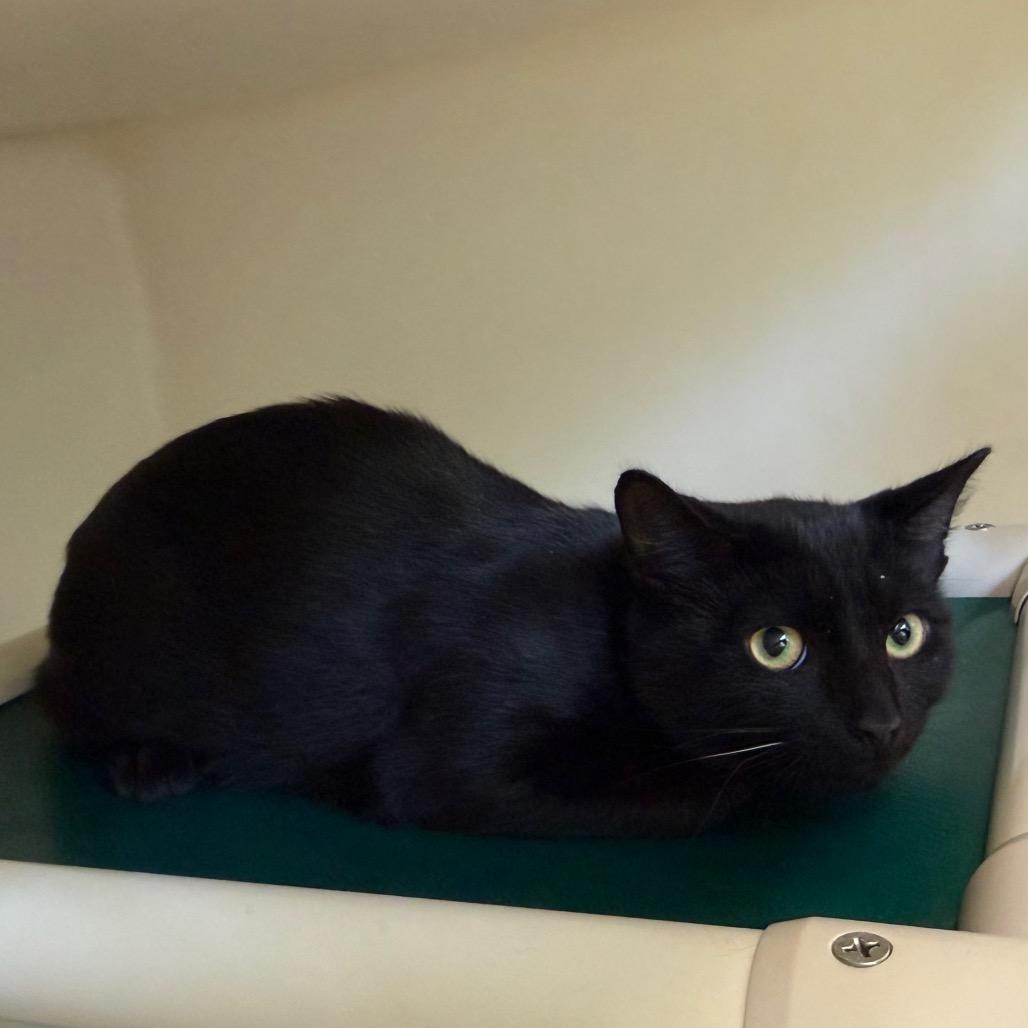 Enlarge Pepper Pot, a Adoptable Domestic Short Hair in Harrisonburg, VA image 2/3