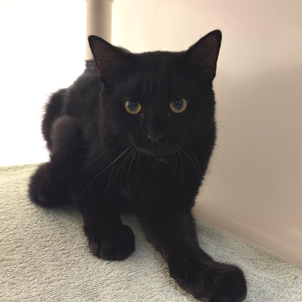 Enlarge Pepper Pot, a Adoptable Domestic Short Hair in Harrisonburg, VA image 3/3