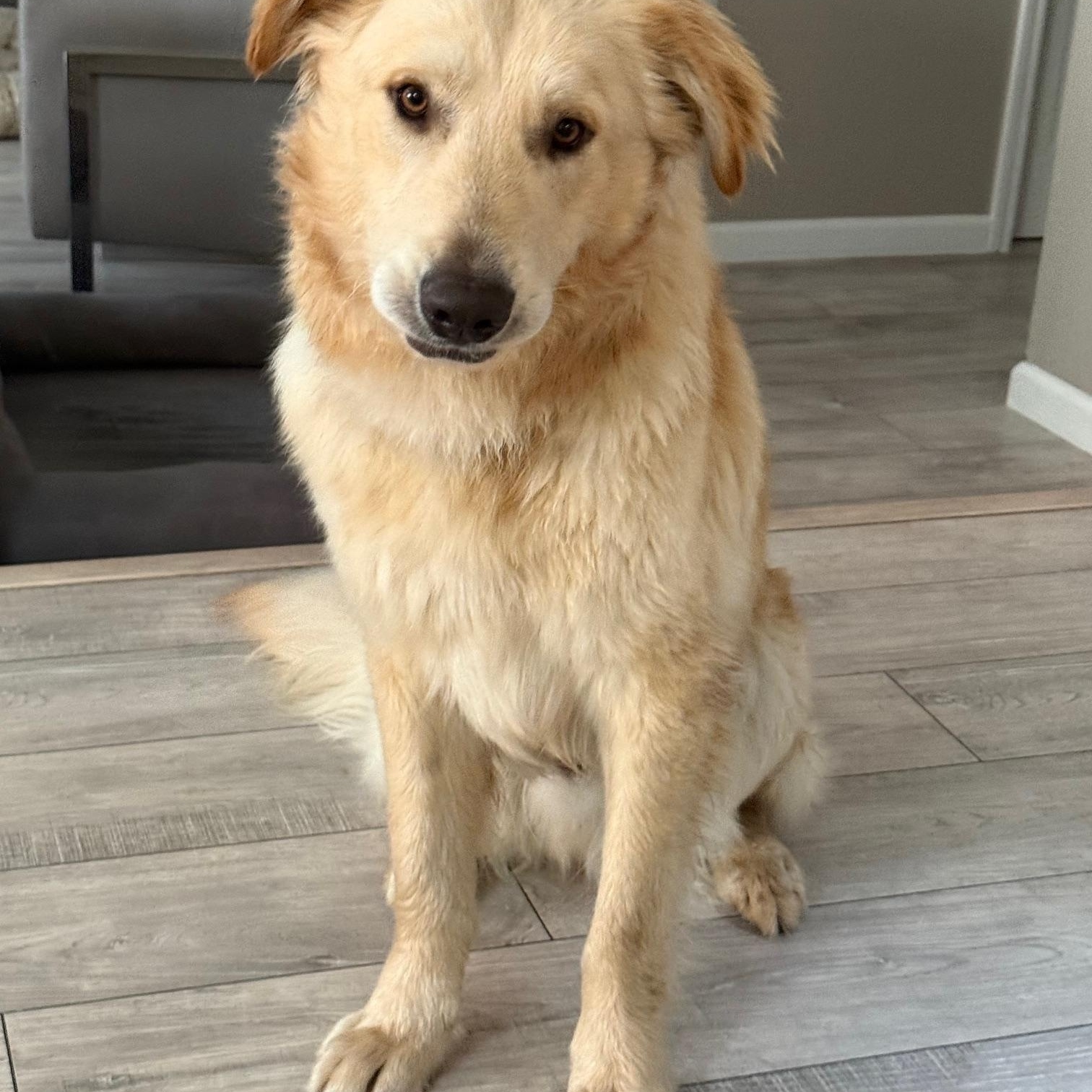 Enlarge Boomer, an adopted mixed breed in Pleasanton, CA image 2/5