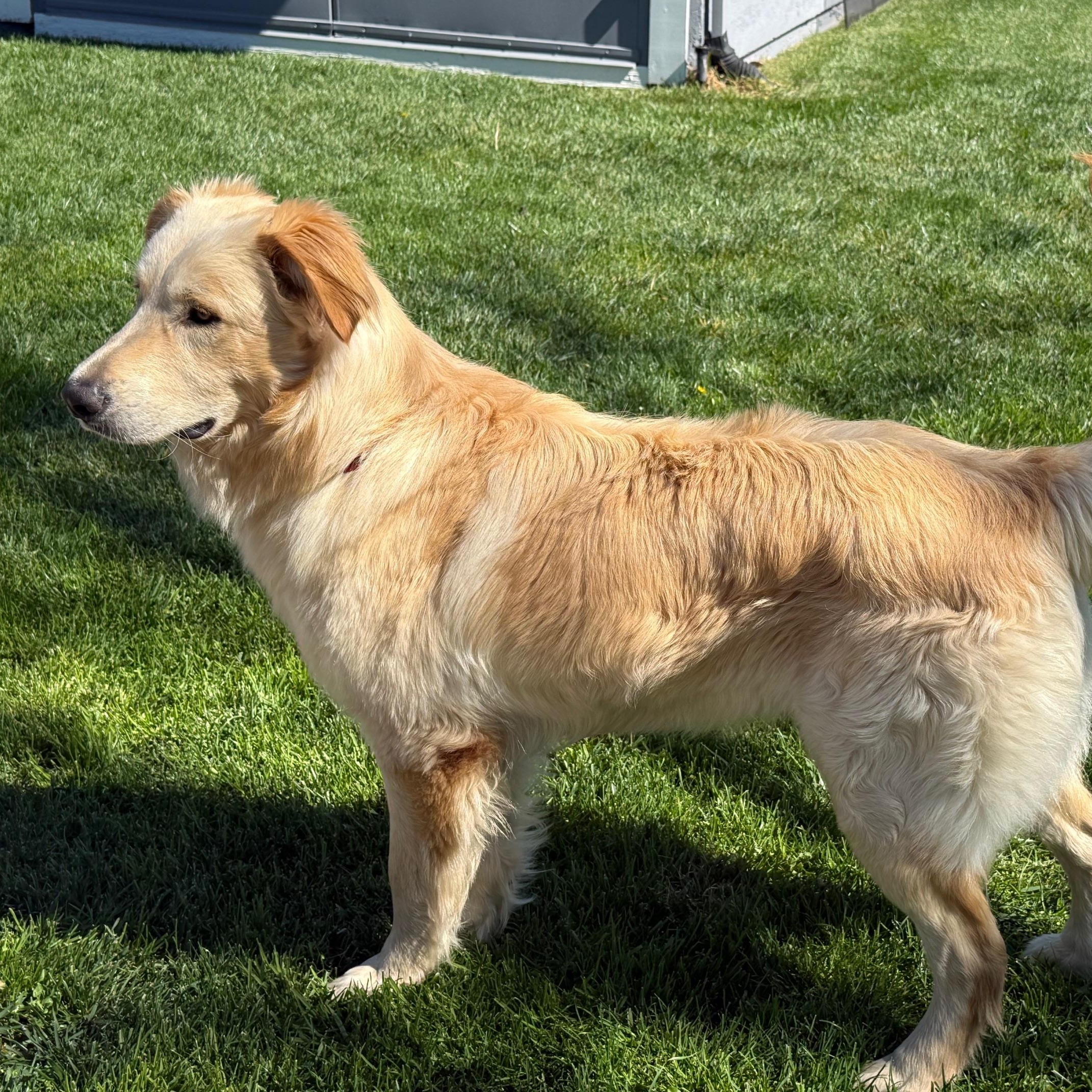 Enlarge Boomer, an adopted mixed breed in Pleasanton, CA image 4/5