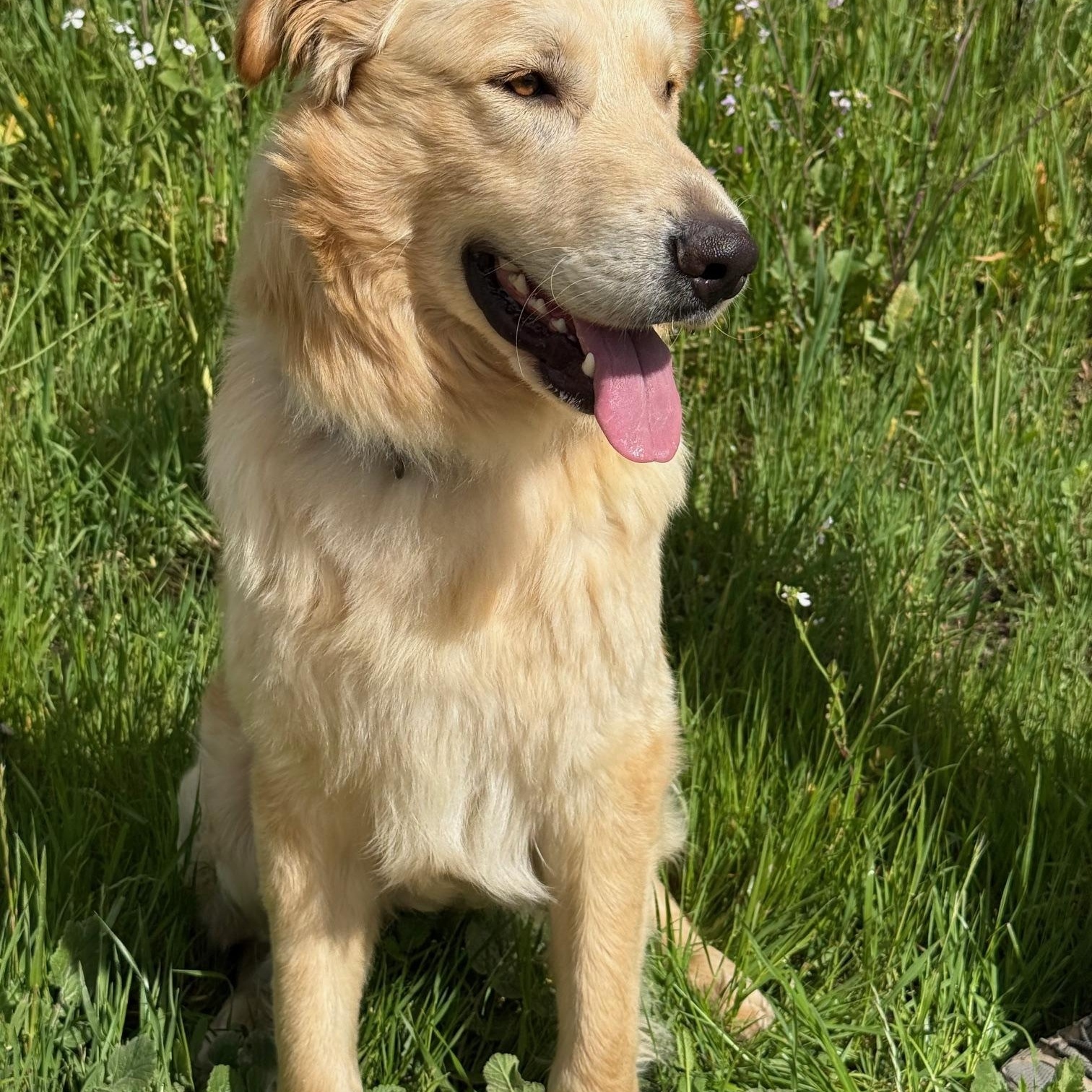 Enlarge Boomer, an adopted mixed breed in Pleasanton, CA image 3/5