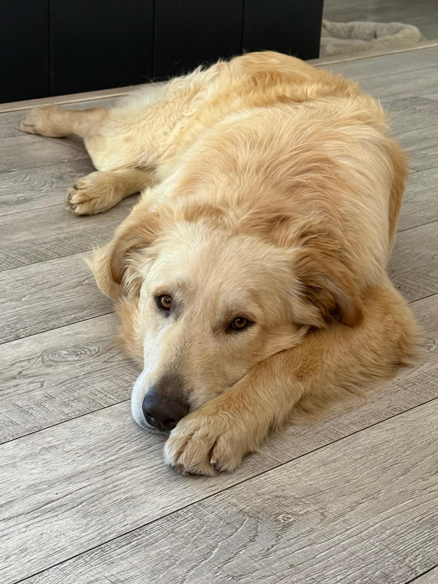 Enlarge Boomer, an adopted mixed breed in Pleasanton, CA image 5/5