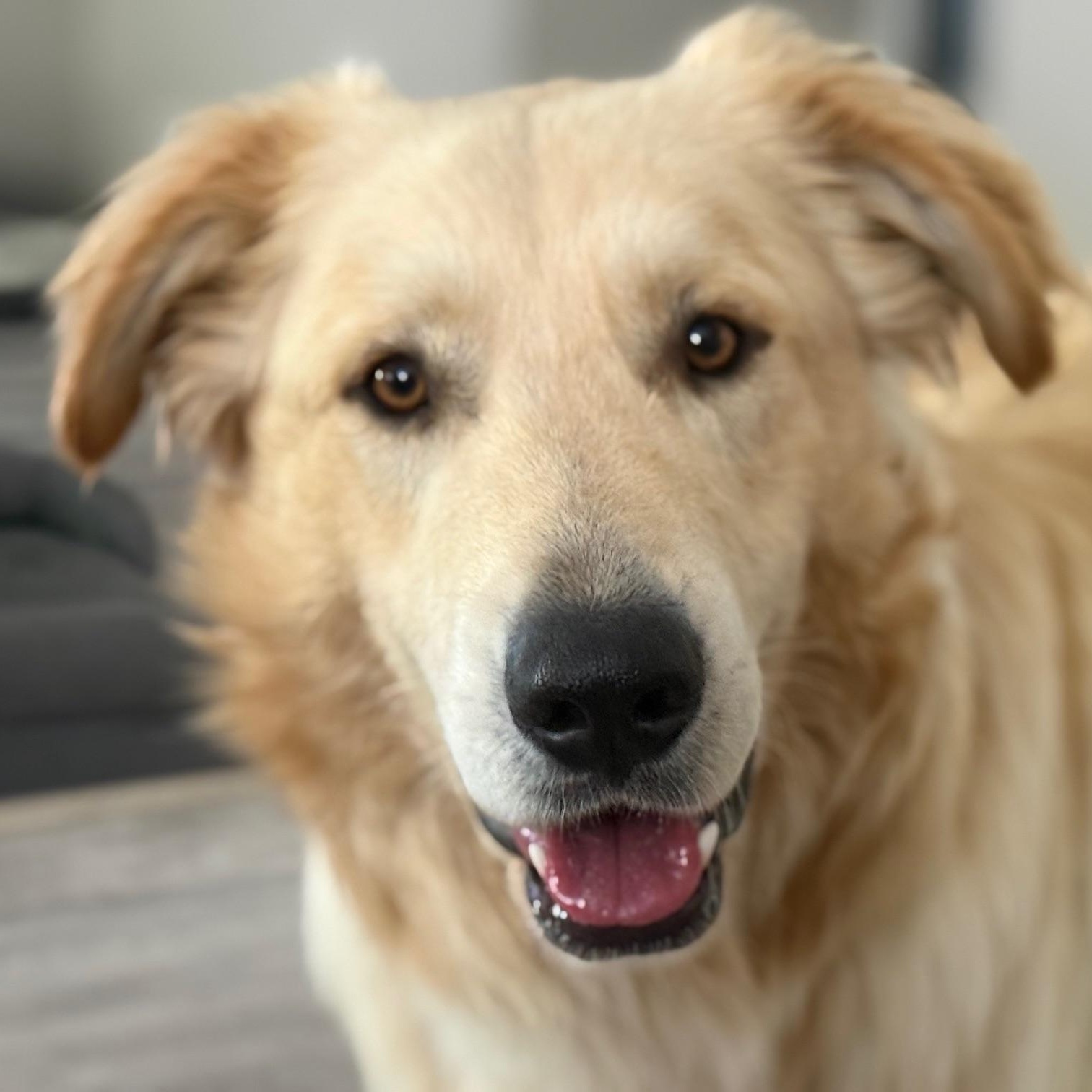 Enlarge Boomer, an adopted mixed breed in Pleasanton, CA image 1/5