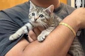 Weeble, adopted, Kitten Female Domestic Short Hair.