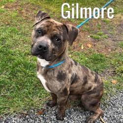 Gilmore, ADOPTABLE, Adult Male Pit Bull Terrier.