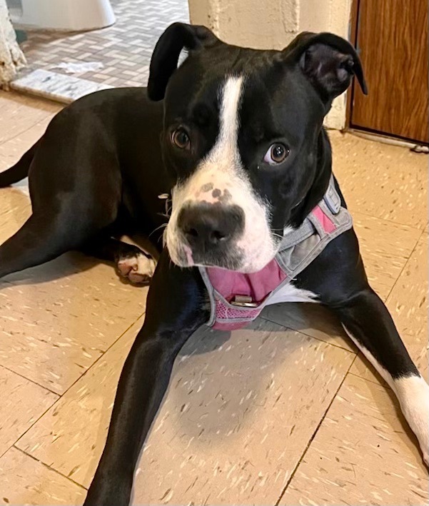 Staffordshire Bull American Pitbull Terrier Adoption Best American