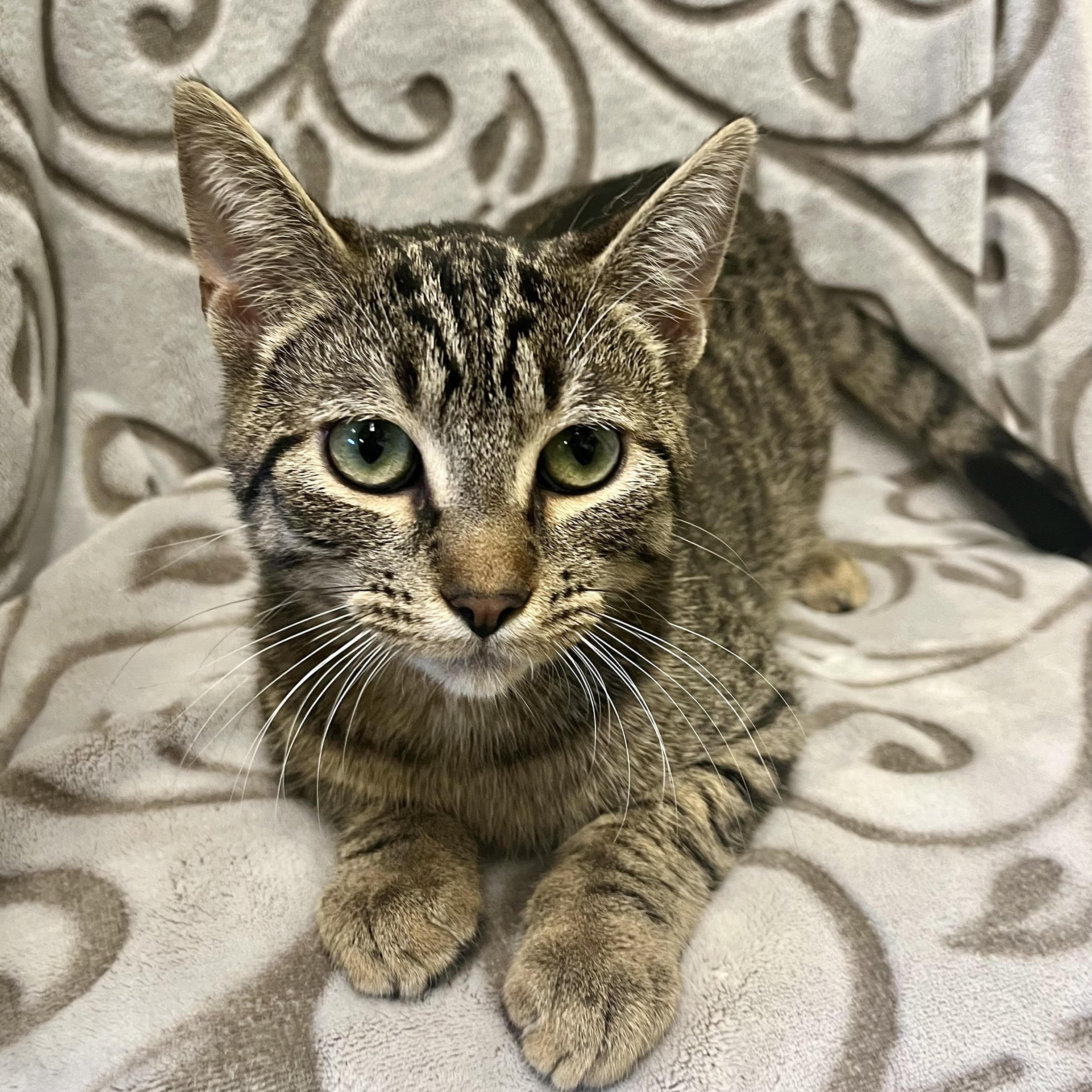 DERIK, ADOPTABLE, Young Male American Shorthair.
