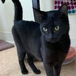 Aidan, a Adoptable Domestic Short Hair in Rushville, IL image 1/4