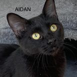 Aidan, a Adoptable Domestic Short Hair in Rushville, IL image 2/4