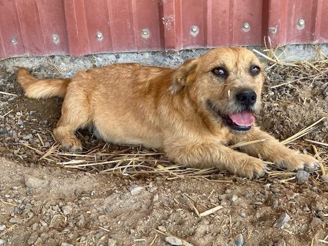 Sandy, a Adoptable mixed breed in Moriarty, NM image 1/4