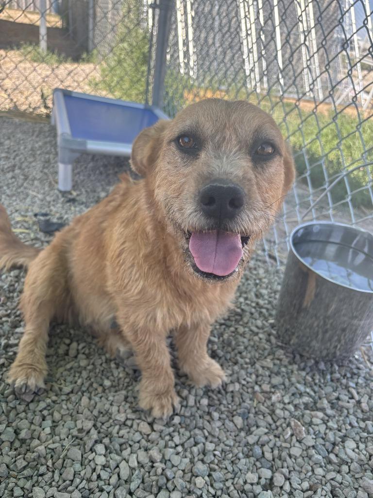 Sandy, a Adoptable mixed breed in Moriarty, NM image 2/4